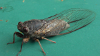 Red Tree-ticker Cicada