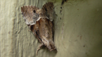 Erebidae Moth