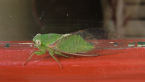 Lesser Bottle Cicada
