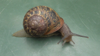 European Garden Snail