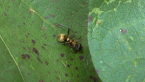 Spiny Ant