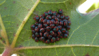 Cotton Harlequin Bug Nymphs