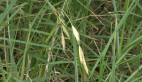 Prairie Grass