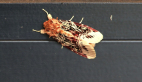 Lily Caterpillar Moth
