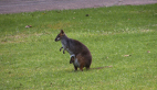 Red-legged Pademelon