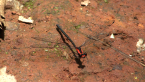 Flame Flatwing Damselfly