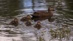 Pacific Black Duck and Ducklings