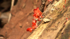 Fungi Puzzle