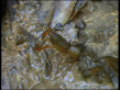 Freshwater Crayfish
