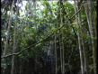 Rainforest Vine