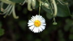 Seaside Daisy