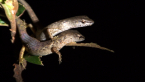 Orange-tailed Shade Skink
