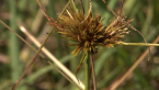 Sedge Inflorescence