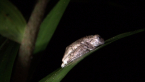 Emerald-spotted Treefrog