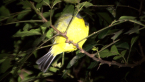 Eastern Yellow Robin