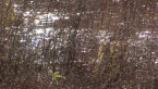 Water in the Lagoon