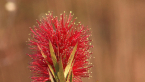 Crimson Bottle Brush Flower