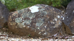 Lichens on Rock