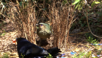 Satin Bowerbird Pair