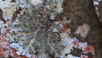 Lichens on a Post Box