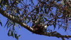 Magpie-larks