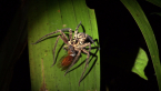 Spider with Prey