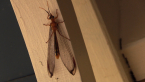 Giant Orange Lacewing