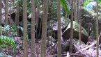 Volcanic Rocks