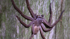 Huntsman Spider
