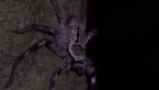 Grey Huntsman Spider