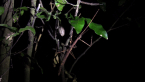 Gorgon Stick Insect