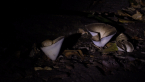Mystery Fungi