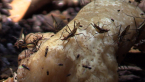 Stilt-legged Flies