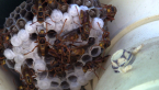Common Large Paper Wasp