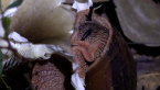 Giant Panda Snail Eating Fungus