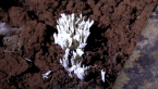 Coral Fungi