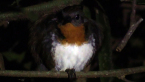 Roosting Spectacled Monarch