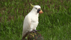 Sulphur-crested Cockatoo