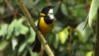 Golden Whistler