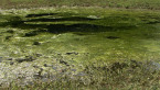 Algae