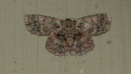 Textured Emerald Moth