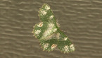 Geometrid Moth