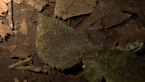 Leaf-tailed Gecko 3