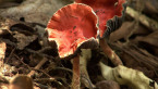 Redlead Roundhead