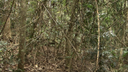 Vine Thicket