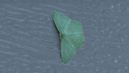 Neat Angled-emerald Moth