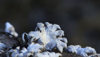 Split Gill Fungus