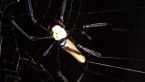 Golden Orb Spider