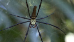 Golden Orb Spider