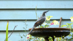 Brush Wattlebird
